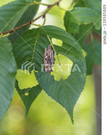 新緑の木にぶら下がるミノムシ 110585889