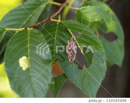新緑の木にぶら下がるミノムシ 110585890