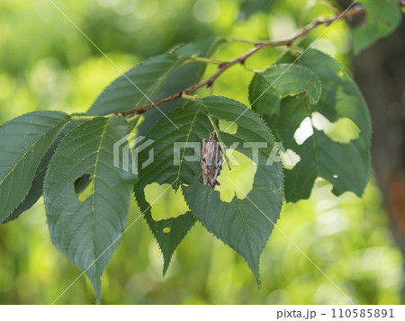 新緑の木にぶら下がるミノムシ 新緑の木にぶら下がるミノムシ 110585891
