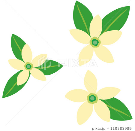 みかんの花　白い花 110585989