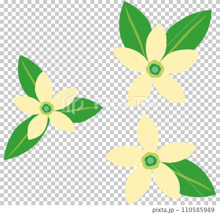 みかんの花　白い花 110585989