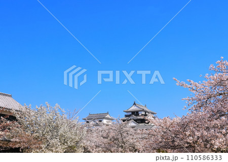 【愛媛県】桜が満開の松山城天守閣 【愛媛県】桜が満開の松山城天守閣 110586333