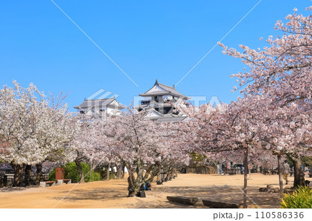 【愛媛県】桜が満開の松山城天守閣 110586336