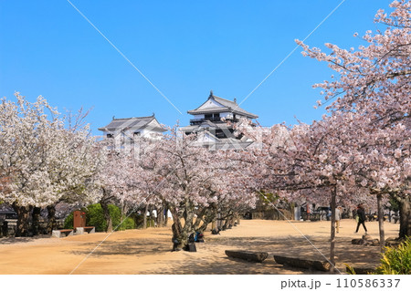 【愛媛県】桜が満開の松山城天守閣 【愛媛県】桜が満開の松山城天守閣 110586337