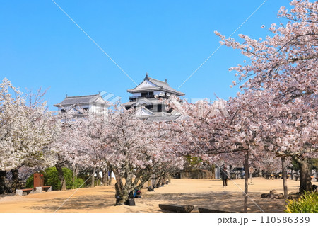 【愛媛県】桜が満開の松山城天守閣 110586339