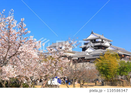 【愛媛県】桜が満開の松山城天守閣 110586347