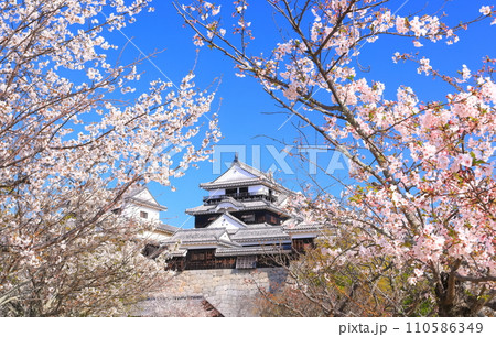 【愛媛県】桜が満開の松山城天守閣 110586349