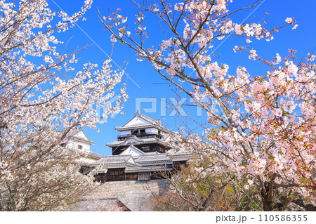 【愛媛県】桜が満開の松山城天守閣 【愛媛県】桜が満開の松山城天守閣 110586355