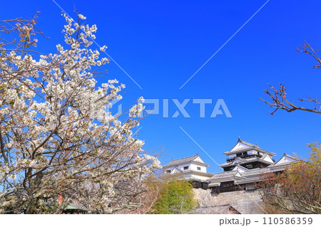 【愛媛県】桜が満開の松山城天守閣 110586359