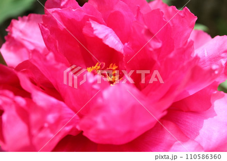 牡丹　　～ ～ ✿ぼたん✿～ ～  110586360