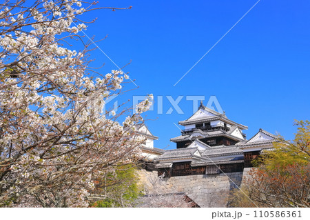 【愛媛県】桜が満開の松山城天守閣 【愛媛県】桜が満開の松山城天守閣 110586361