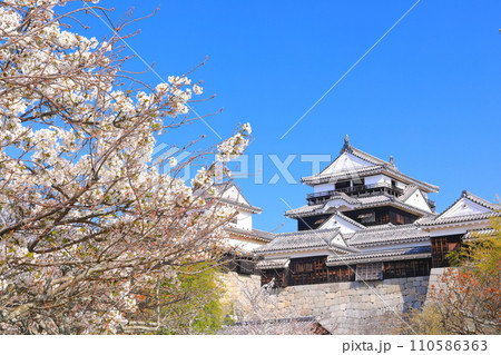 【愛媛県】桜が満開の松山城天守閣 110586363