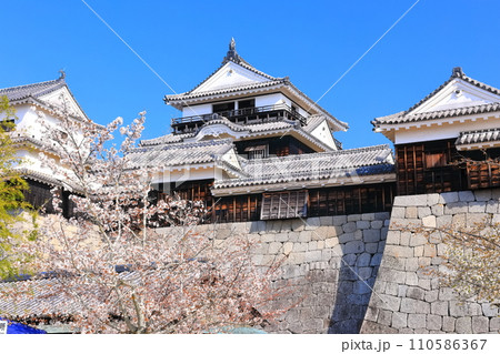 【愛媛県】桜が満開の松山城天守閣 【愛媛県】桜が満開の松山城天守閣 110586367