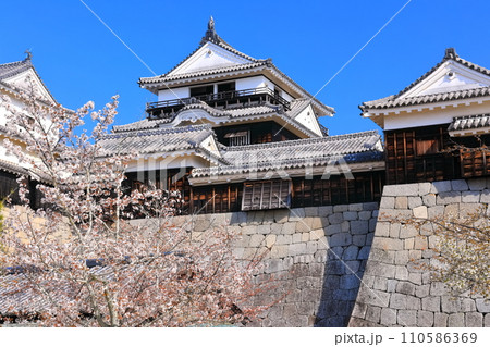 【愛媛県】桜が満開の松山城天守閣 【愛媛県】桜が満開の松山城天守閣 110586369