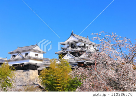 【愛媛県】桜が満開の松山城天守閣 110586376