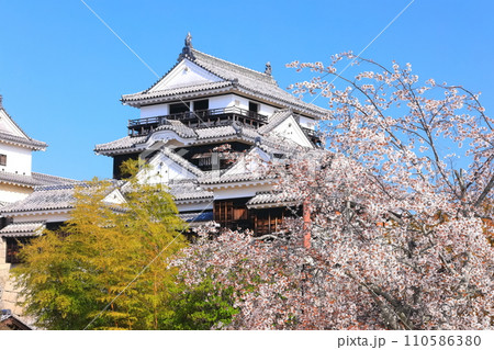 【愛媛県】桜が満開の松山城天守閣 【愛媛県】桜が満開の松山城天守閣 110586380
