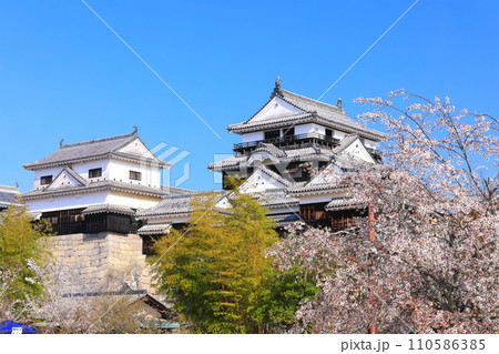 【愛媛県】桜が満開の松山城天守閣 110586385