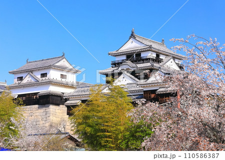 【愛媛県】桜が満開の松山城天守閣 110586387