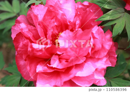 牡丹　　～ ～ ✿ぼたん✿～ ～  110586396