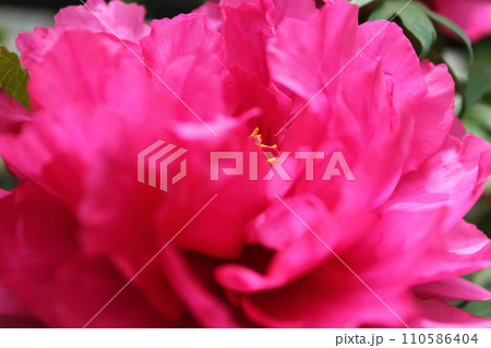 牡丹 ~ ~ ✿ぼたん✿~ ~ 牡丹 ~ ~ ✿ぼたん✿~ ~ 110586404