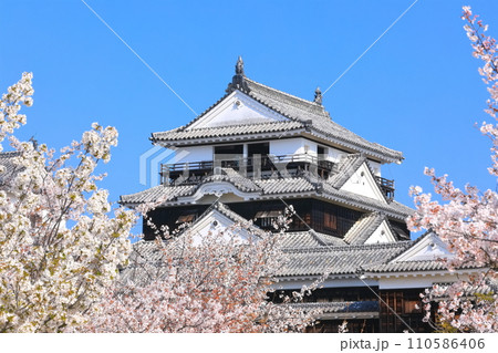 【愛媛県】桜が満開の松山城天守閣 110586406