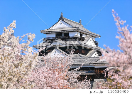 【愛媛県】桜が満開の松山城天守閣 【愛媛県】桜が満開の松山城天守閣 110586409