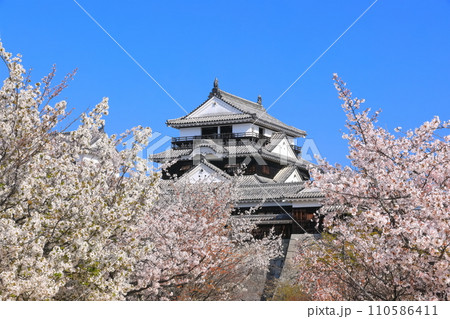 【愛媛県】桜が満開の松山城天守閣 110586411