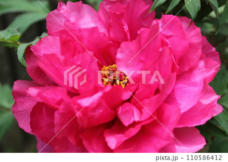 牡丹　　～ ～ ✿ぼたん✿～ ～  110586412