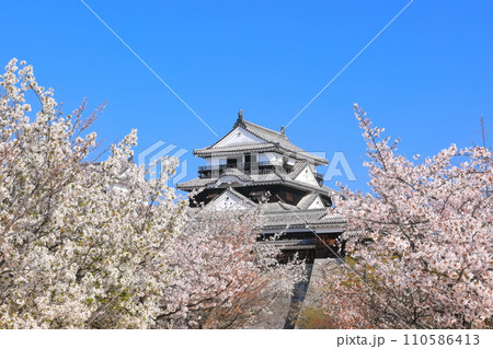 【愛媛県】桜が満開の松山城天守閣 110586413