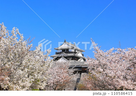 【愛媛県】桜が満開の松山城天守閣 110586415