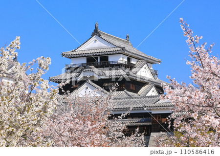 【愛媛県】桜が満開の松山城天守閣 110586416
