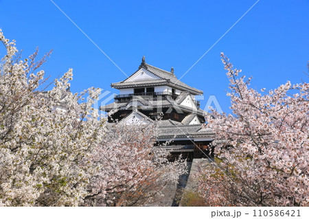 【愛媛県】桜が満開の松山城天守閣 110586421