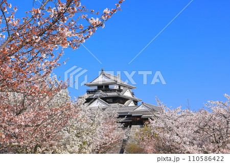 【愛媛県】桜が満開の松山城天守閣 【愛媛県】桜が満開の松山城天守閣 110586422