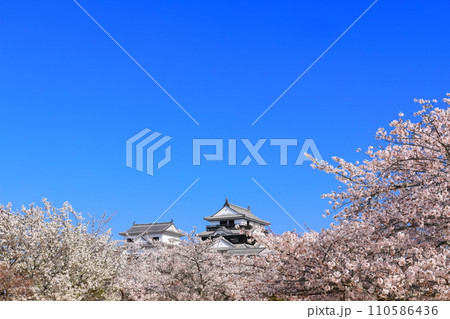 【愛媛県】桜が満開の松山城天守閣 110586436