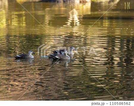 奈良公園の池を泳ぐ鴨の群れ 奈良公園の池を泳ぐ鴨の群れ 110586562