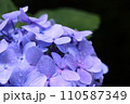 紫色のあじさいに乗る雨の雫 110587349