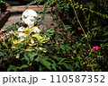 天使の像に視線の先にある花 110587352