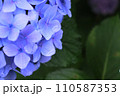 青い紫陽花に滴る雨粒 110587353