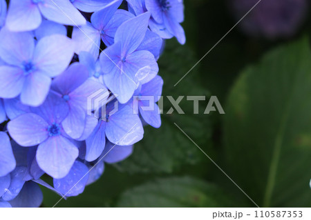 青い紫陽花に滴る雨粒 110587353