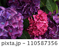 ピンク色と紫の紫陽花の接写 110587356