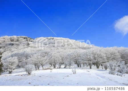 明神平の霧氷(樹氷) 明神平の霧氷(樹氷) 110587486