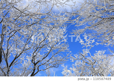 明神平の霧氷(樹氷) 明神平の霧氷(樹氷) 110587489
