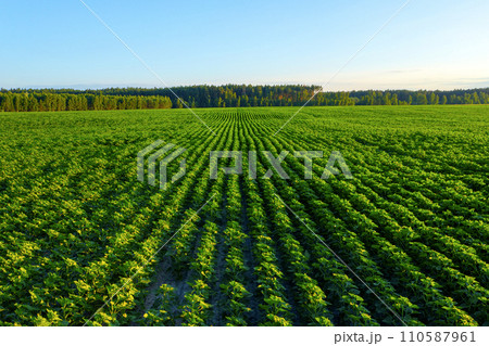 Aerial shot of a beautiful green cornfield on a nice summer day. Rich harvest and agriculture Concept. Ready to harvest maize grains on a farm during a beautiful summer day. Symmetrical planting. 110587961