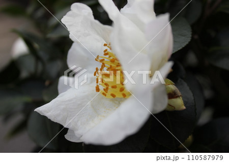 さざんか ❀ サザンカ ❀ 山茶花 ❀ Sazanka ❀ さざんか ❀ サザンカ ❀ 山茶花 ❀ Sazanka ❀ 110587979