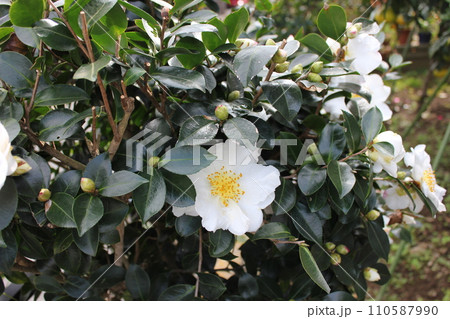 さざんか　❀　サザンカ　❀　山茶花　❀　Sazanka　❀ 110587990