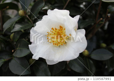 さざんか ❀ サザンカ ❀ 山茶花 ❀ Sazanka ❀ さざんか ❀ サザンカ ❀ 山茶花 ❀ Sazanka ❀ 110587991