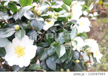 さざんか ❀ サザンカ ❀ 山茶花 ❀ Sazanka ❀ さざんか ❀ サザンカ ❀ 山茶花 ❀ Sazanka ❀ 110587993