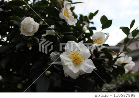 さざんか ❀ サザンカ ❀ 山茶花 ❀ Sazanka ❀ さざんか ❀ サザンカ ❀ 山茶花 ❀ Sazanka ❀ 110587998