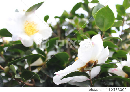 さざんか ❀ サザンカ ❀ 山茶花 ❀ Sazanka ❀ さざんか ❀ サザンカ ❀ 山茶花 ❀ Sazanka ❀ 110588003