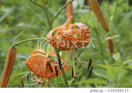 オニユリ オニユリ 110588117